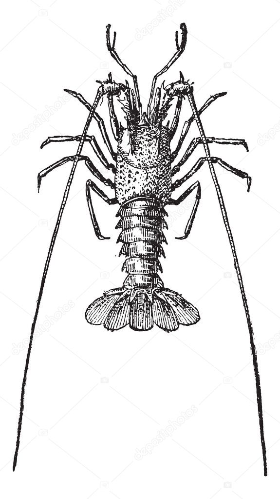 Crayfish or crawdads, vintage engraving.