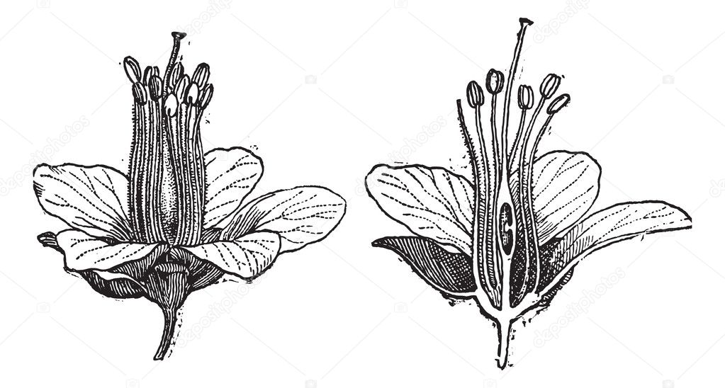 Logwood or Haematoxylum campechianum, vintage engraving