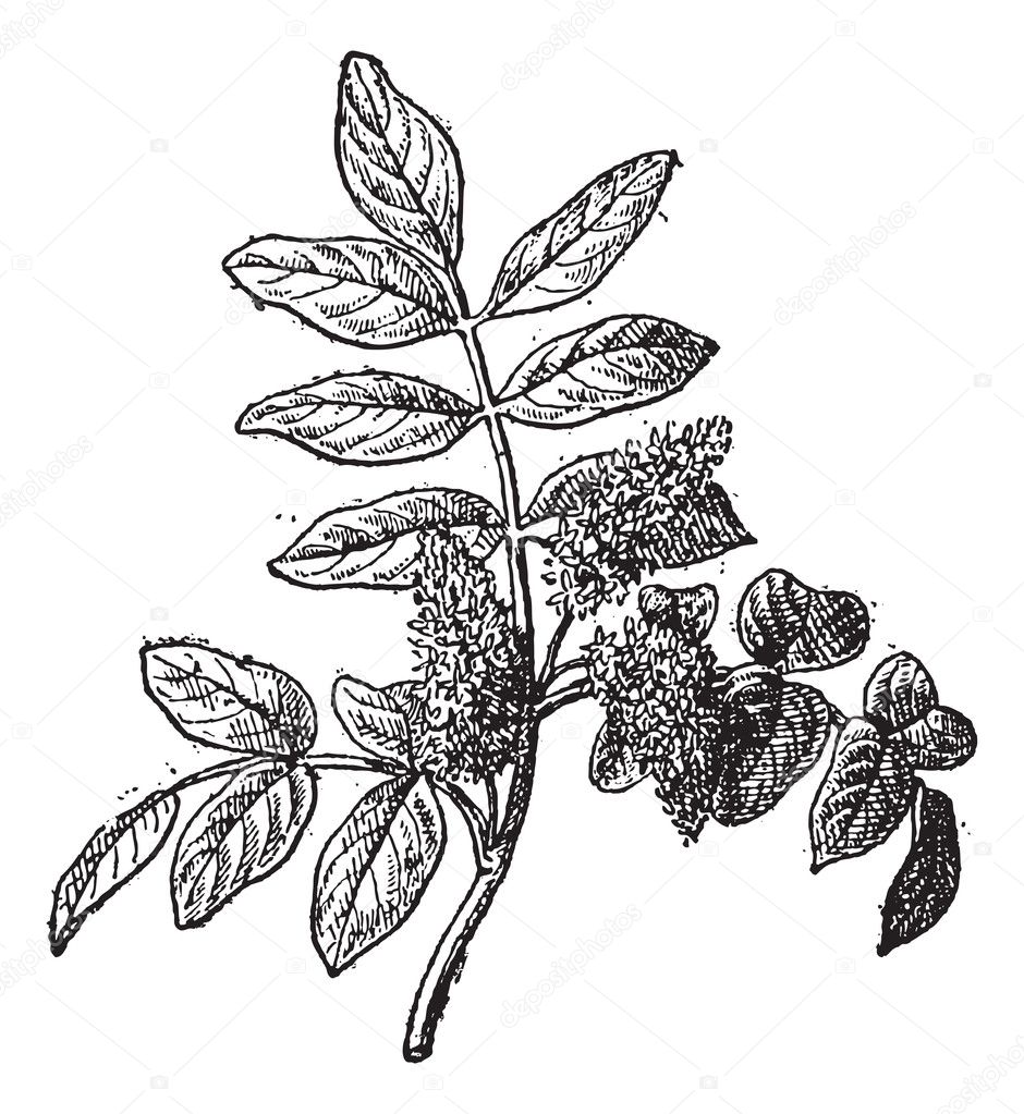 Mastic or Pistacia lentiscus, vintage engraving