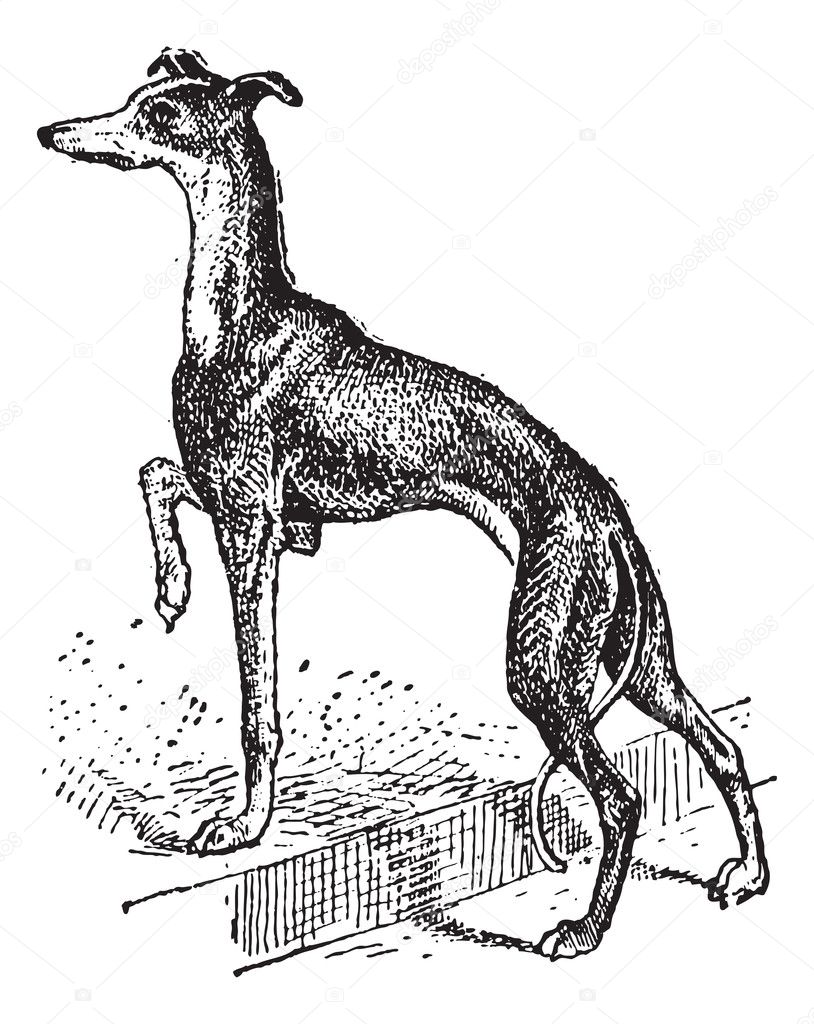 Greyhound, vintage engraving