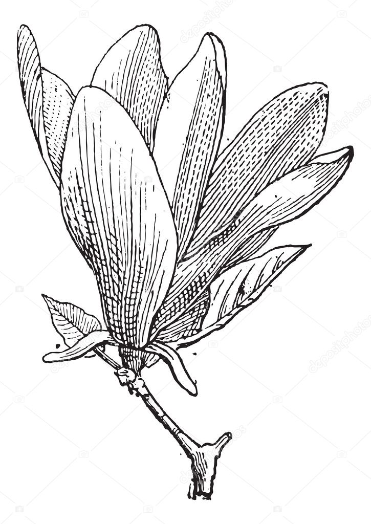Magnolia or Magnolia sp., vintage engraving