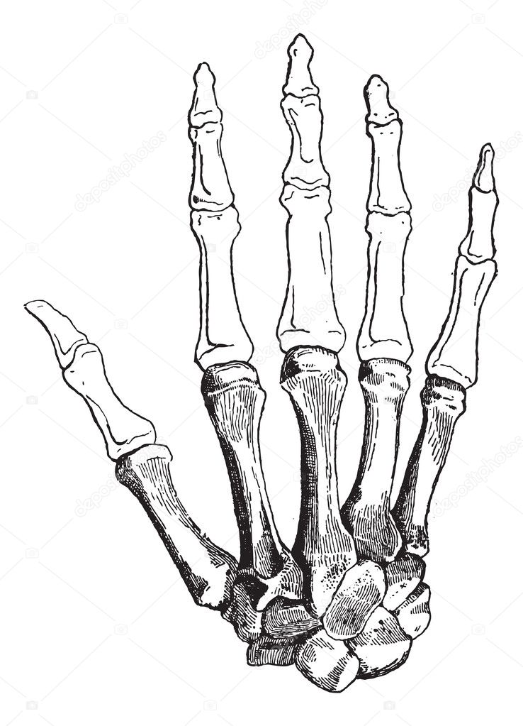 Bones of a Human Hand, vintage engraving