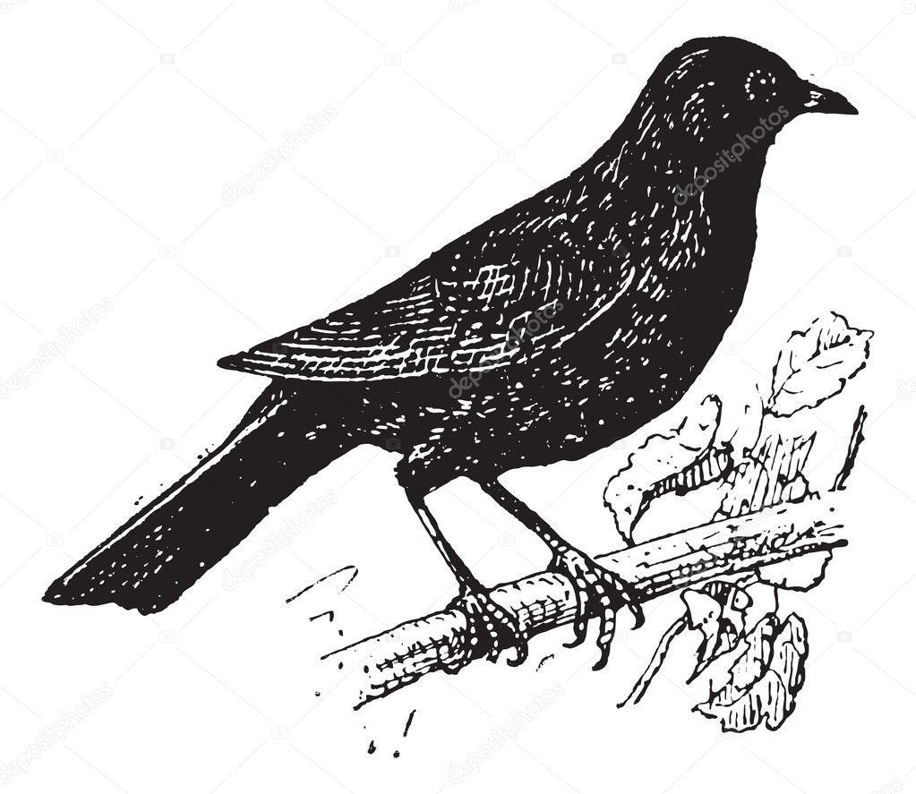 Common Blackbird or Turdus merula, vintage engraving