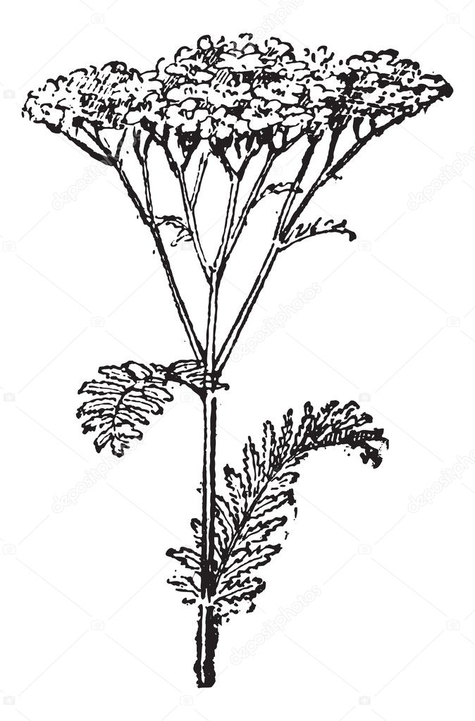 Common Yarrow or Achillea millefolium, vintage engraving