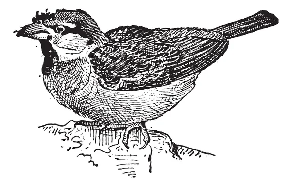 Sparrow ou Passer sp., gravura vintage —  Vetores de Stock