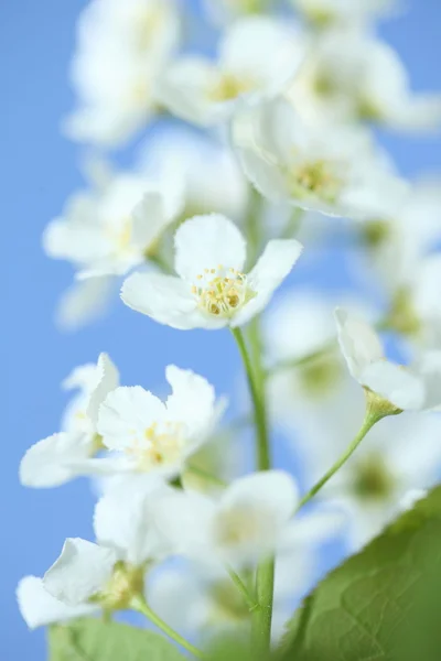 Stock image Bird cherry