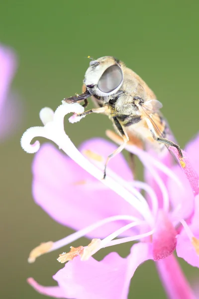Insect on a flower — Stock Photo, Image