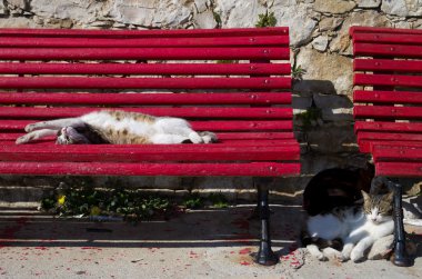 kedi uyku bükülmüş ve germe