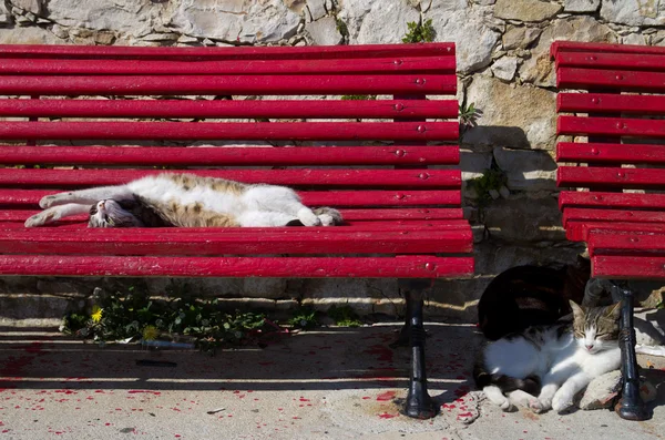 Katter sover vridna och stretching — Stockfoto