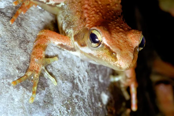 stock image Frog closeup