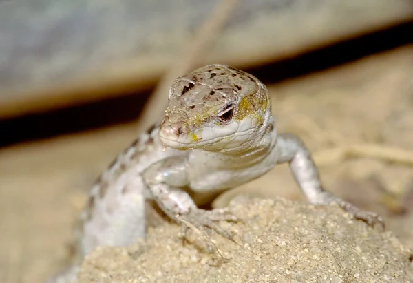 Lizard posing — Stock Photo, Image