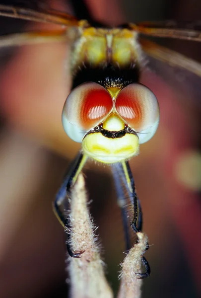 Dragonfly Eyes ritratto — Foto Stock