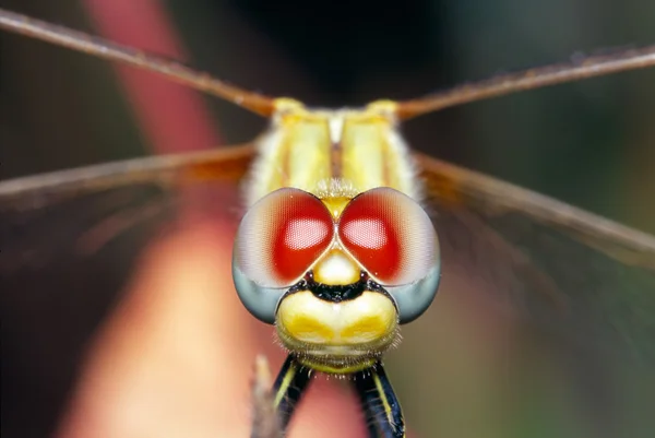 Vážka oči — Stock fotografie
