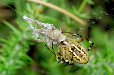 Wasp Spider preying at grasshopper. Argiope bruennichi clipart