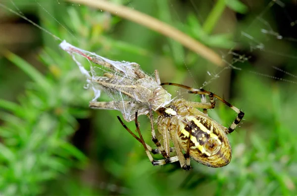 Wasp örümcek yırtıcı çekirge. Argiope bruennichi — Stok fotoğraf