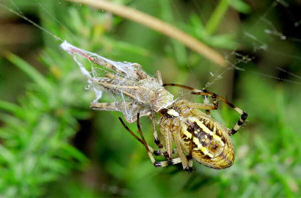 Осиный паук охотится на кузнечика. Argiope bruennichi
