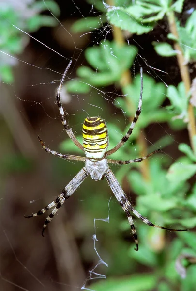 Wasp örümcek web üzerinde asılı. Argiope bruennichi — Stok fotoğraf