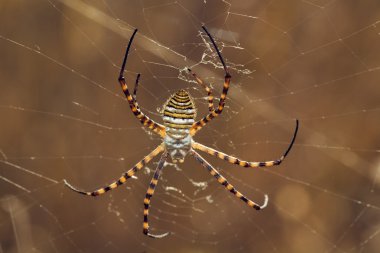 Spider, Argiope trifasciata clipart