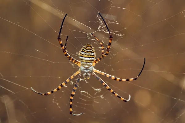 Örümcek, Argiope trifasciata — Stok fotoğraf