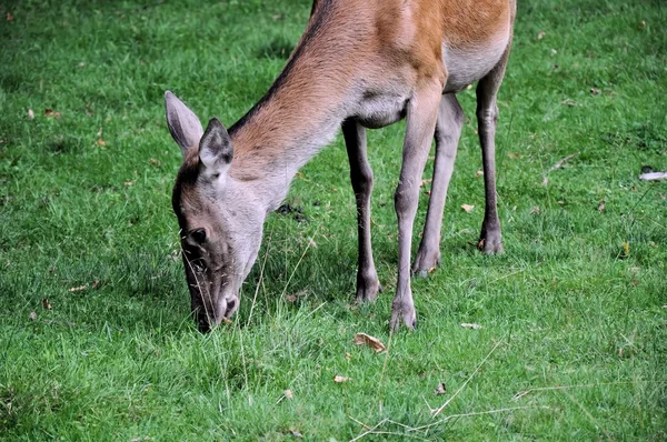 Cervos-de-roe — Fotografia de Stock