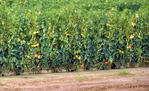 Tomatplantage — Stockfoto