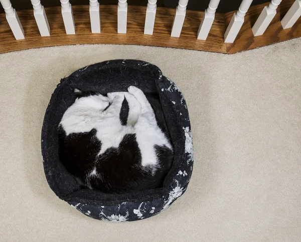 Kočičí postel — Stock fotografie
