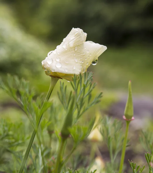 Druppel op wild witte bloem — Stockfoto