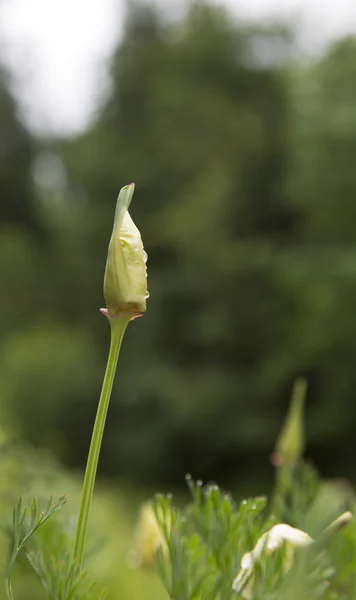Bud flor branca selvagem no prado — Fotografia de Stock