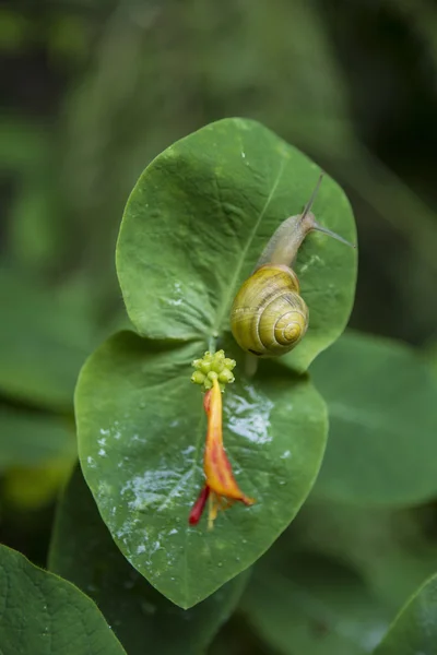 Duży ogród ślimak obok dziki kwiat — Zdjęcie stockowe