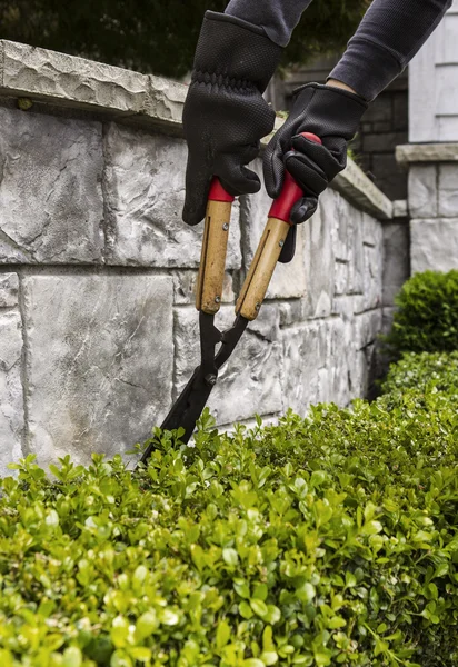 Cutting Hedges with Manual Shears — Stock Photo, Image