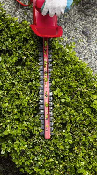 Trimming top of Hedges with Hedger Tool — Stock Photo, Image