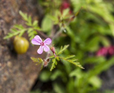 pequeña flor rosa salvaje