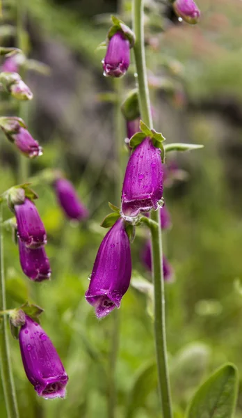 Wild Foxglove Flowers in Season — Stock Photo, Image