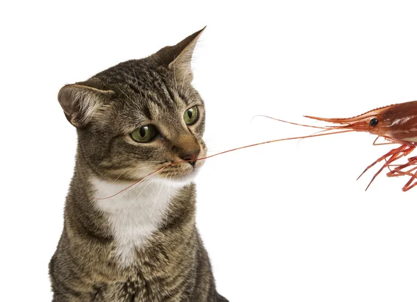 Tabby Cat cheira a camarão grande — Fotografia de Stock