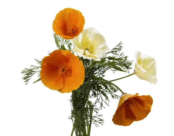 Gele en witte seizoensgebonden wilde bloemen — Stockfoto