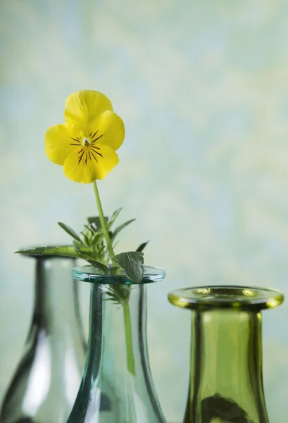 Enkel gul blomst i vase – stockfoto