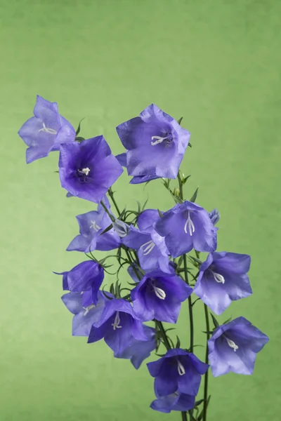 Divoké fialové květy na zeleném pozadí — Stock fotografie
