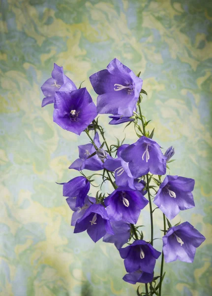 Wild paarse bloemen op levendige achtergrond — Stockfoto