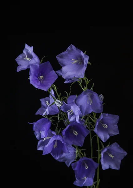 Wild Purple Flowers on Black Background — Stock Photo, Image