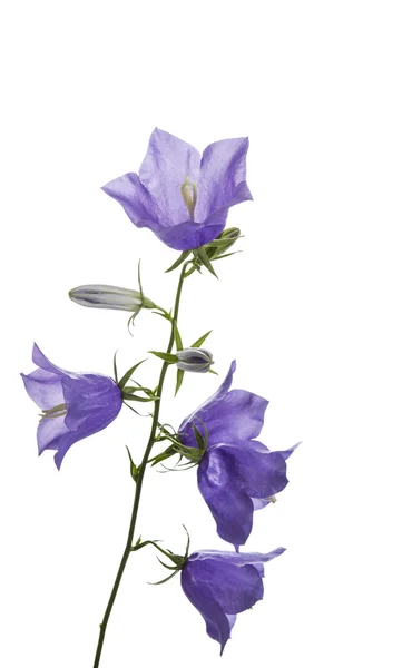 Fleurs violettes sauvages sur fond blanc — Photo