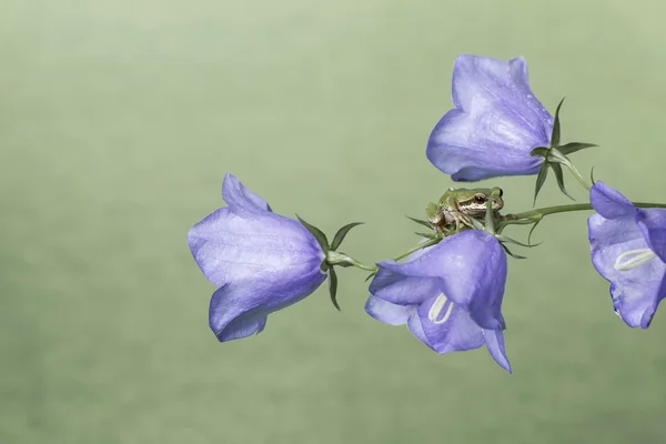 Frog op bloemen — Stockfoto