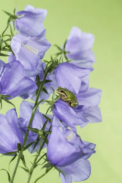 Green Tree Frog on Flowers — Stock Photo, Image