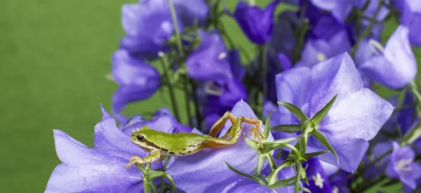 Groene kikker die zich uitstrekt over bloemen — Stockfoto