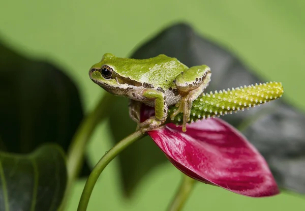 Tree Frog and Red Flower — Stock Photo, Image