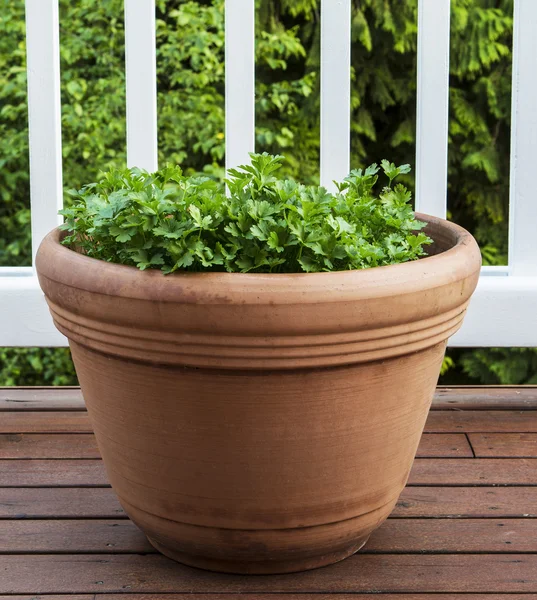Summer Parsley on Deck — Stock Photo, Image