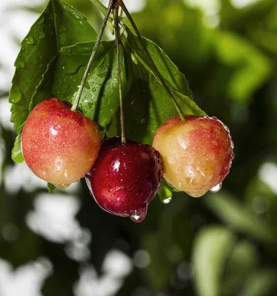 Rainier Cherries atârnând de copac — Fotografie, imagine de stoc