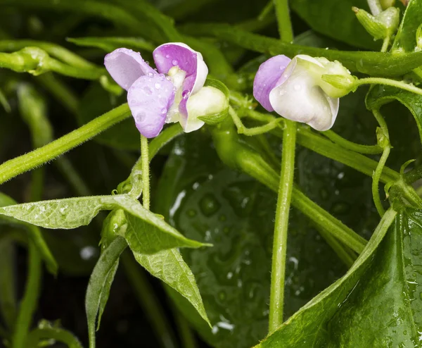 開花の緑色の豆のポッド — ストック写真