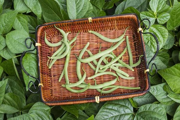 홈 가든에서 녹색 콩 — 스톡 사진