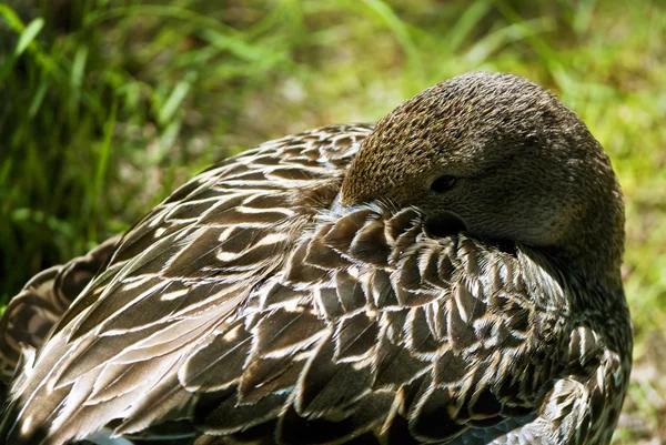 Brązowy kaczka — Zdjęcie stockowe
