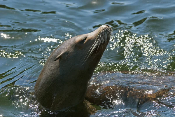 Sea Lion — Stock Photo, Image